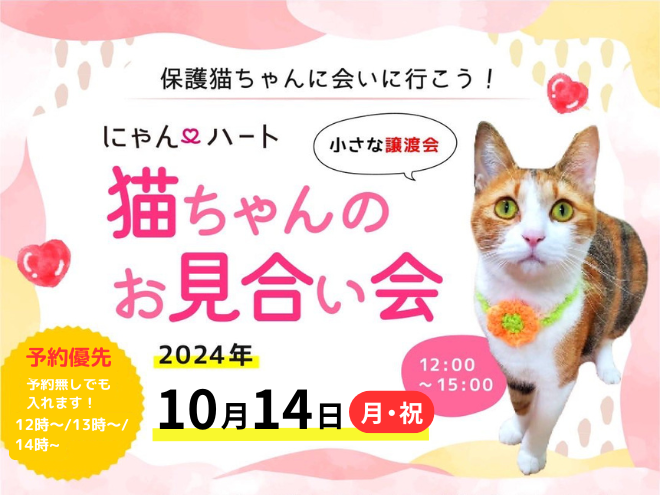 10月◆ 保護猫ちゃんとのお見合い会